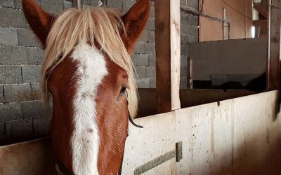 06.02.2018 Tierrettung – Pferd aus misslichen Lage befreit